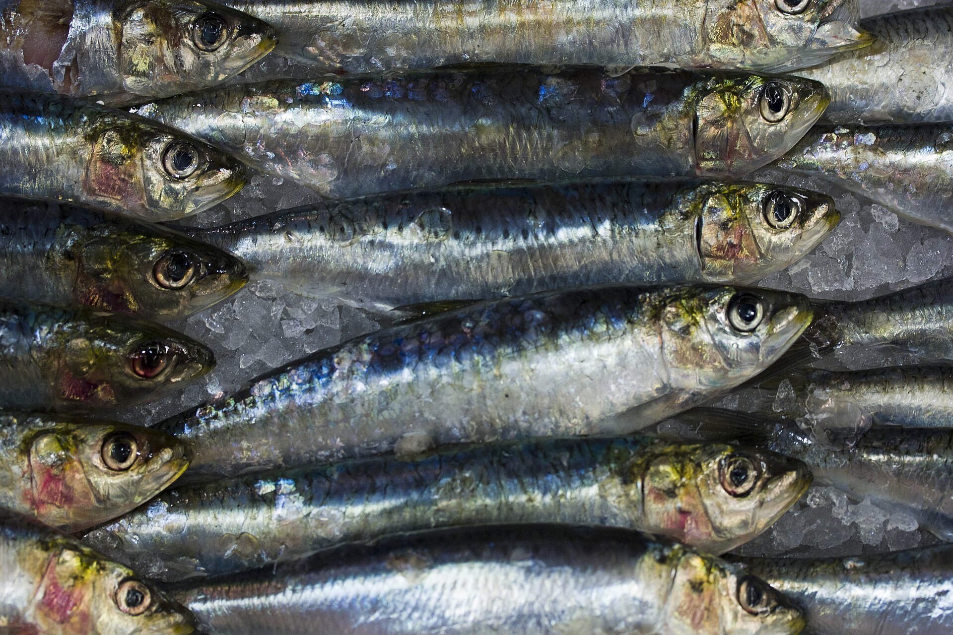 Sardines at a fish market